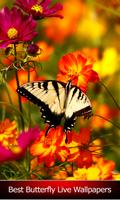 meilleur papillon live wallpap Affiche