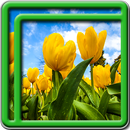 florecer fondos de pantalla en APK