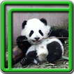 schattige panda live wallpaper