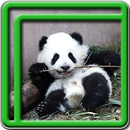 Cute panda tapety na żywo aplikacja