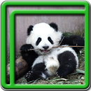 lucu panda wallpaper hidup APK