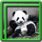 panda mignon live wallpapers icône