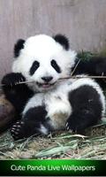 niedlichen Panda Live-Wallpape Plakat