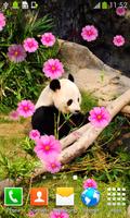 Cute Panda Live Wallpapers ภาพหน้าจอ 1