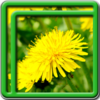 Dandelion Live Wallpapers icon