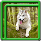 آیکون‌ Husky Live Wallpapers