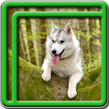 live wallpapers husky icône