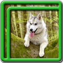 live wallpapers husky APK