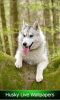 Husky Live Wallpapers পোস্টার