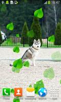 Husky Live Wallpapers syot layar 1