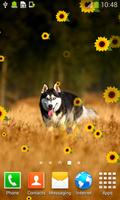 برنامه‌نما Husky Live Wallpapers عکس از صفحه