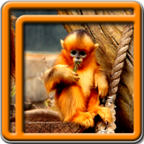 Monkey Live Wallpapers icon