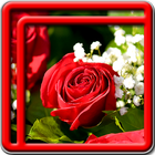 Rose Live Wallpapers آئیکن
