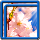 Sakura पेड़ लाइव वॉलपेपर APK