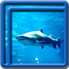 requin live wallpapers icône