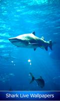 requin live wallpapers Affiche