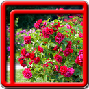 Frühling Live-Wallpaper APK