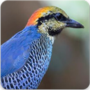 Blue Pitta Bird Sound : Blue Pitta Song APK