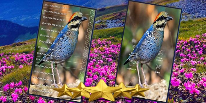 Blue Pitta Bird Sound Blue Pitta Song For Android Apk