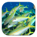 deep sea animals APK