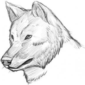 How To Draw Wolf
