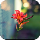 Blur wallpaper آئیکن