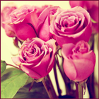 Pink Rose Wallpapers icon