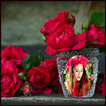 Red Rose Photo Frames HD