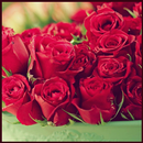 APK Red Rose Wallpapers