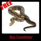 Boa Constrictor icône