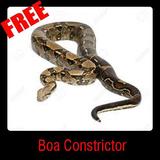 Icona Boa Constrictor