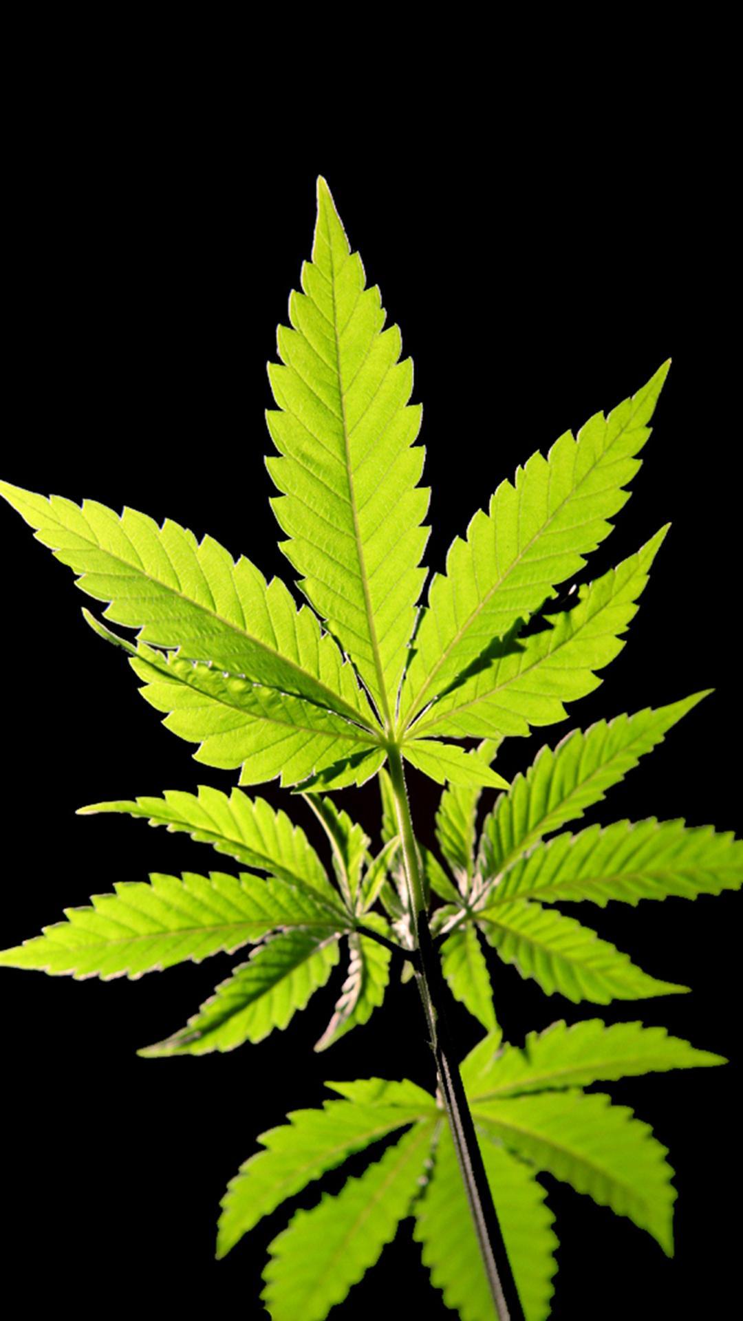 Rasta Weed Wallpapers for Android - APK Download