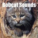 Bobcat Sounds APK
