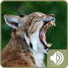 Bobcat Sounds icône