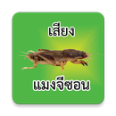 เสียงแมงจีซอน ล่อแมง ไฟล์เล็ก APK