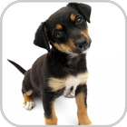 Dog Potty Training 图标