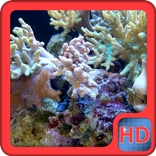”Coral Reef Video LWP