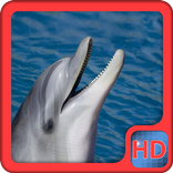”Dolphins Video Live Wallpaper