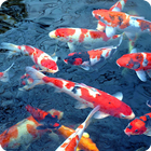 Koi Fish Pond Video LWP ícone