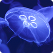 Jellyfish Video Live Wallpaper