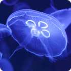 Jellyfish Video Live Wallpaper アイコン