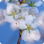 Sakura Cherry Blossoms LWP ikona
