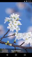 Sakura Cherry Blossoms LWP Ekran Görüntüsü 3