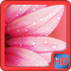 Pink Flower Water Drops LWP icono