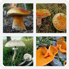 Boletus 图标