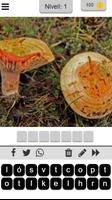 Boletus 海报