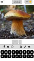 Boletus syot layar 1