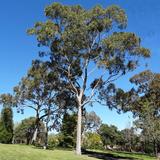 APK Australian Tree ID