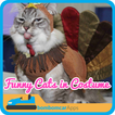 Funny Cats in Costume