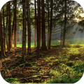 Jungle Photo Maker
